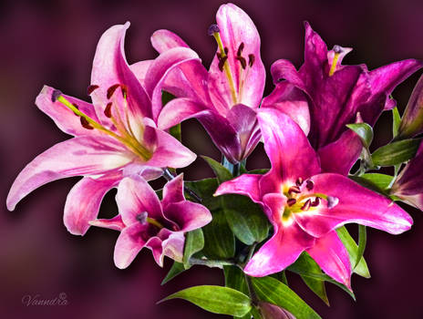 Anniversary Lillies