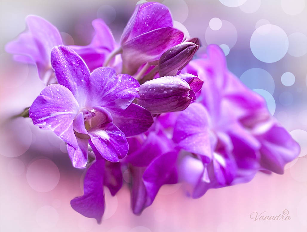 Cooktown Orchid by vanndra on DeviantArt