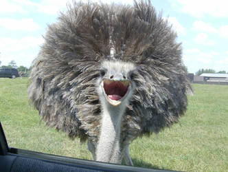 Scary Ostrich