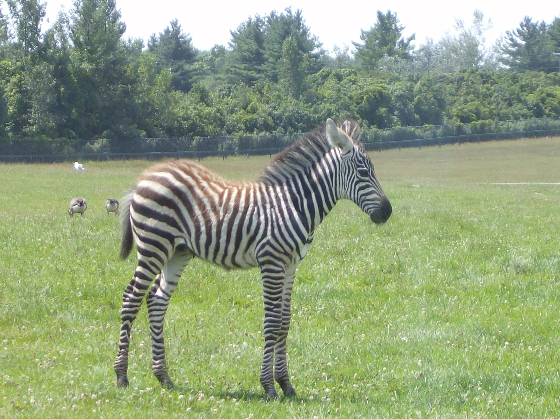 Baby Zebra