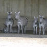 Herd of Zebras No. 2