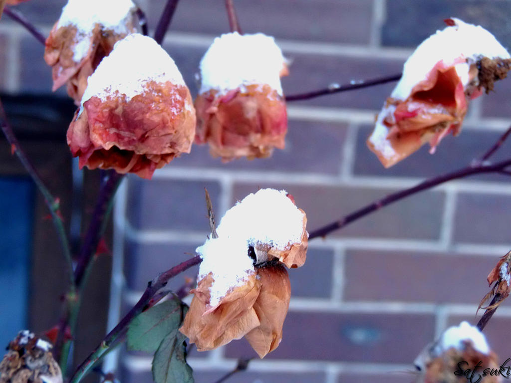Withered roses by Satsuki-nee on DeviantArt