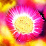 Pink Flower