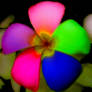 Colorful flower