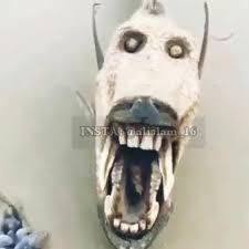 Cursed images fish by victoriaflores1215 on DeviantArt