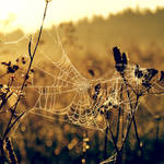 drops, web by all17