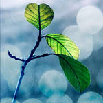 leaves, bokeh by all17