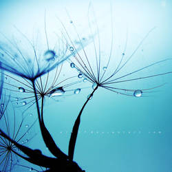 .: drops :. by all17