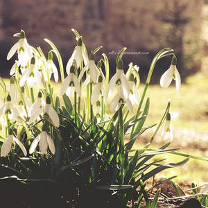 .: snowdrops :. by all17 .: snowdrops :. by all17