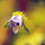 .: tiny flower :. by all17