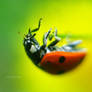 .: ladybug :.