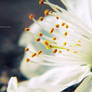 .: spring flower II :.