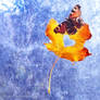 .: butterfly on leaf :.