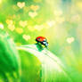 ladybug in love