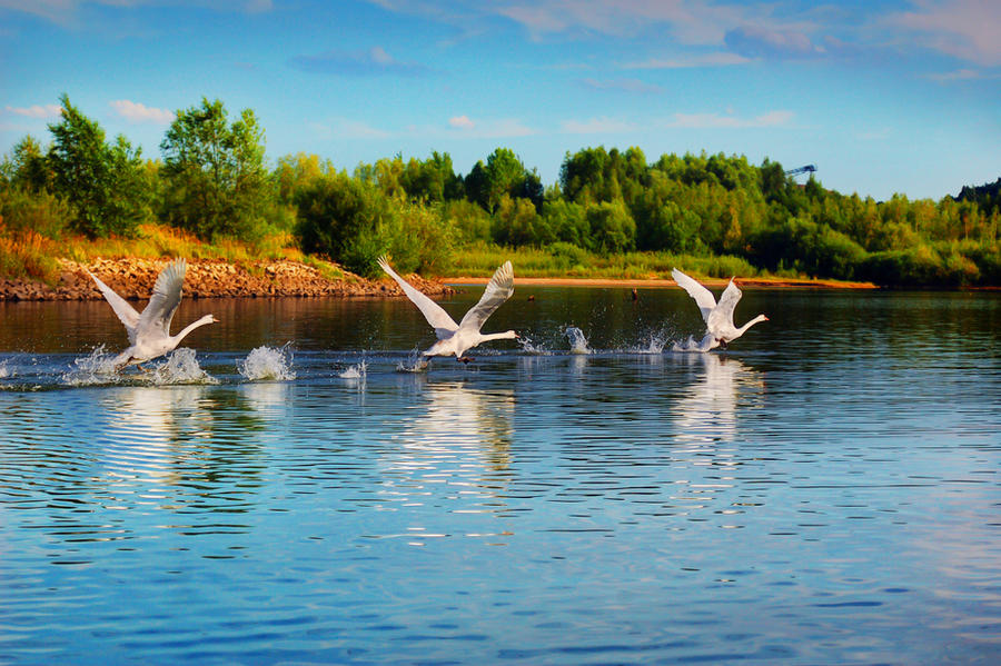 synchronized swans by all17