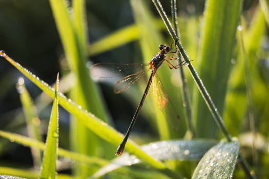 Dragonfly II