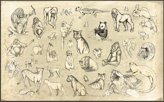 Zoo Sketches