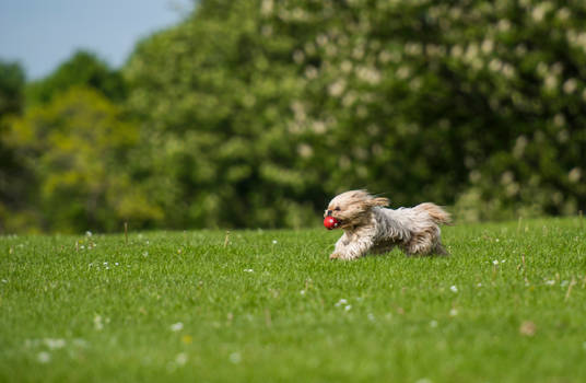 Dog Playing