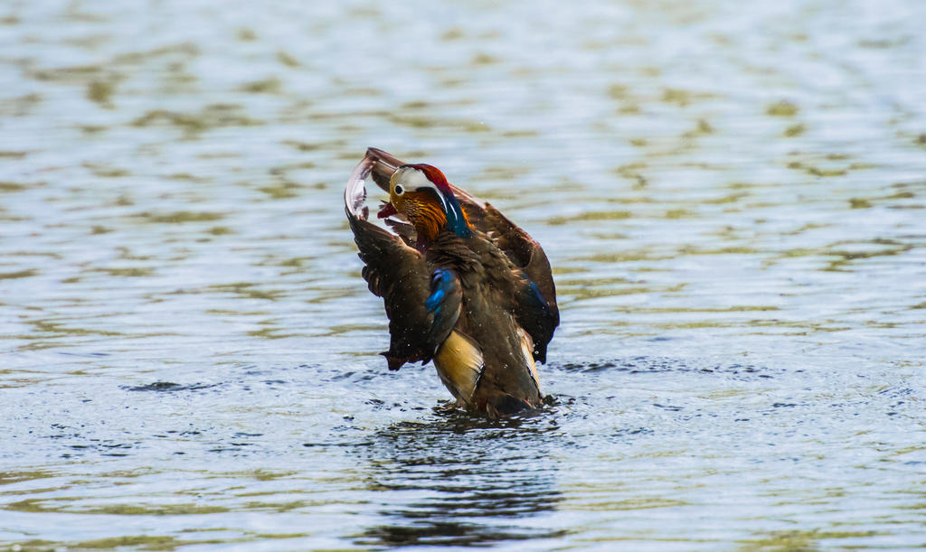Mandarin Duck Clapping hands. by Pixsoluteuk on DeviantArt