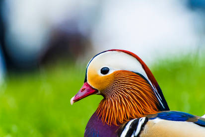 Curious Mandarin Duck