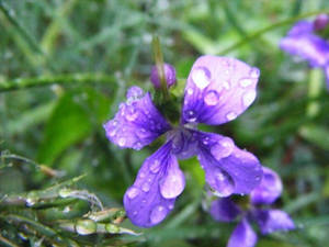 purple flower