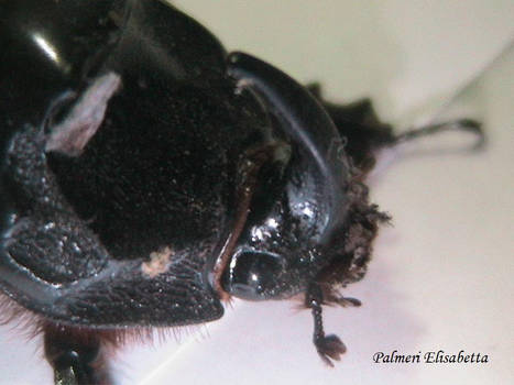 Oryctes nasicornis primo piano