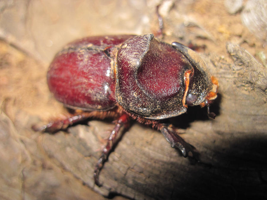 Male Oryctes Nasicornis 001