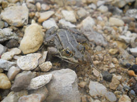 Pelophylax bergeri