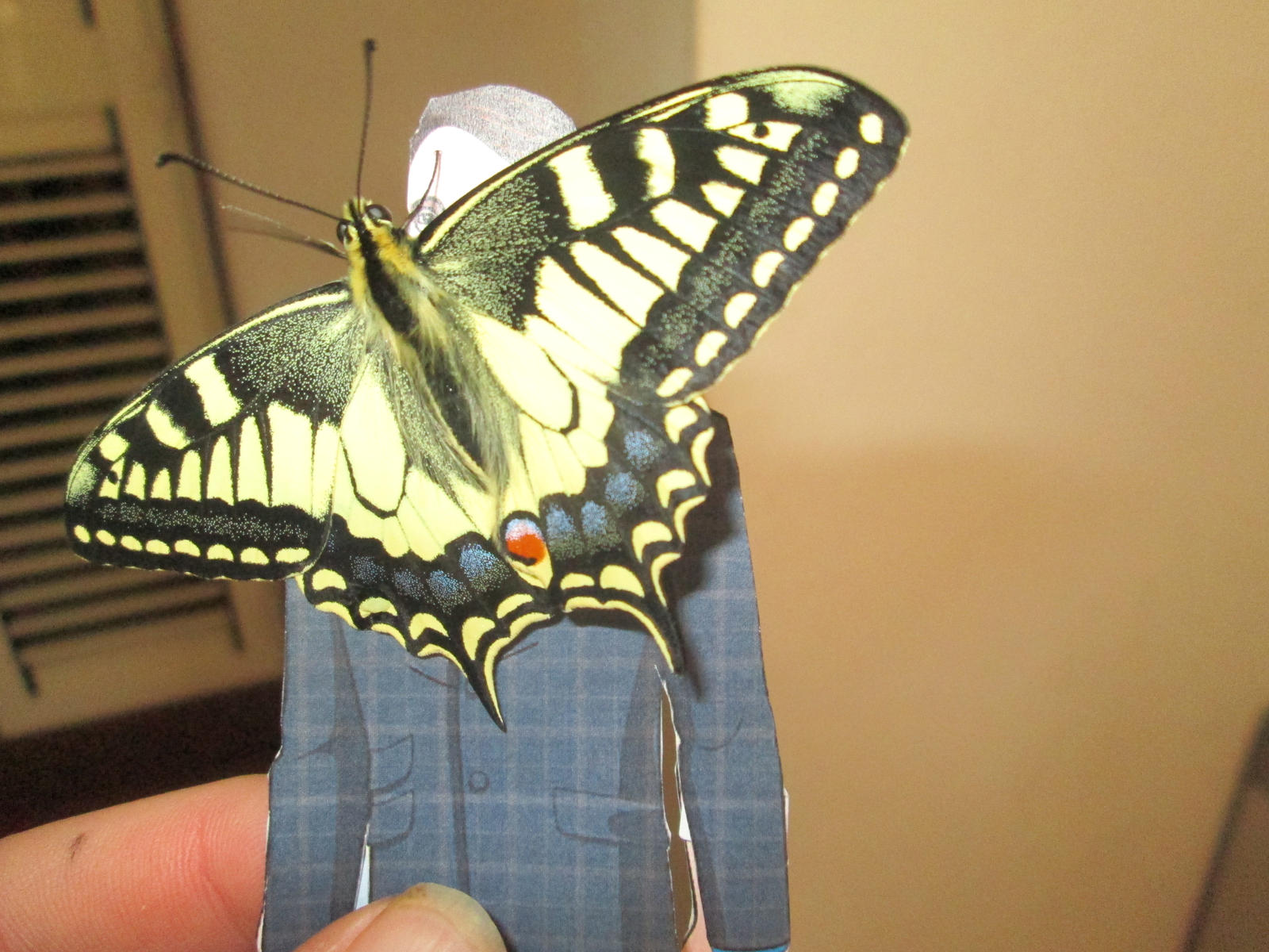 Papilio machaon 11