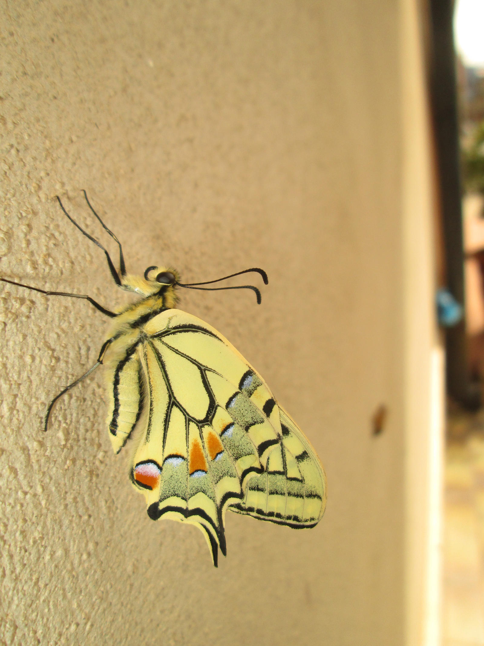 Papilio machaon 20