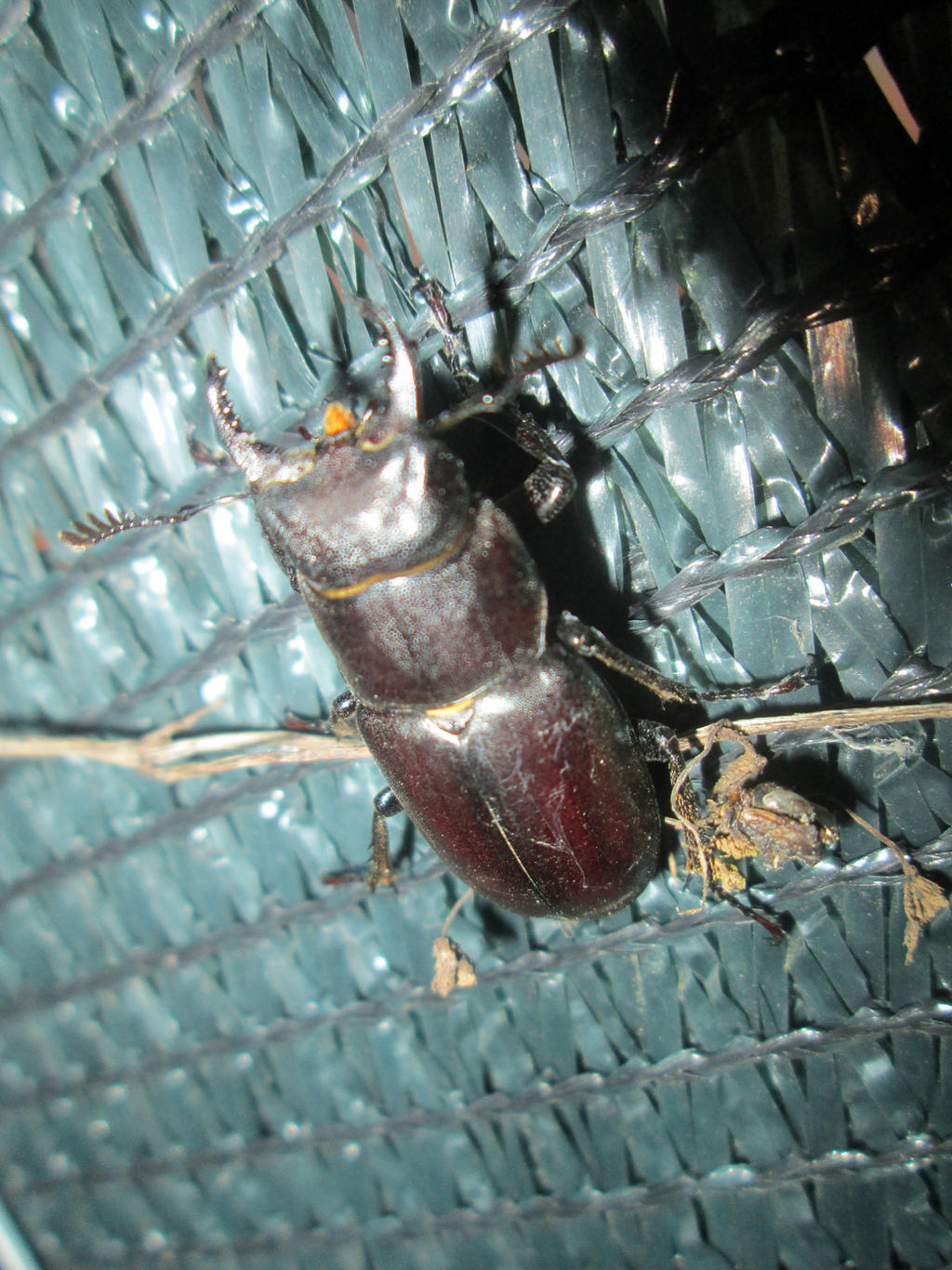 Lucanus cervus