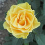 Yellow rose 1