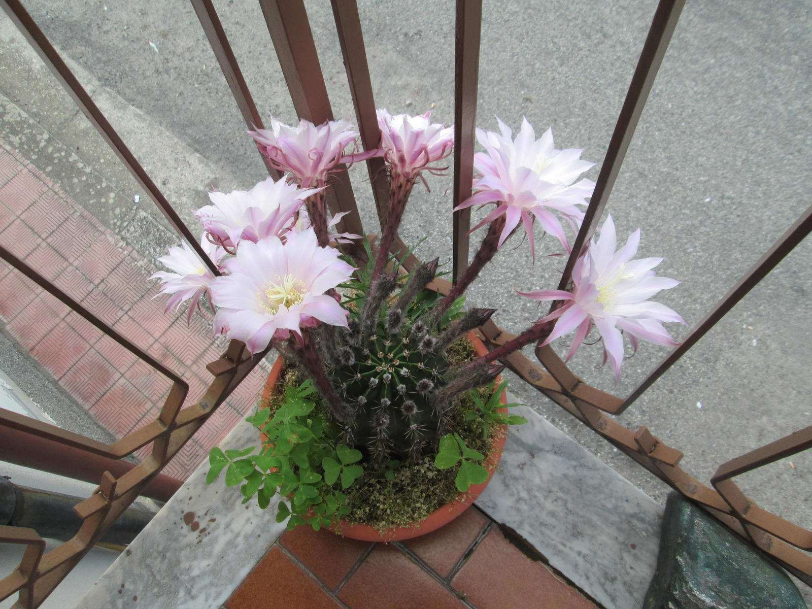 Echinopsis multiplex 1