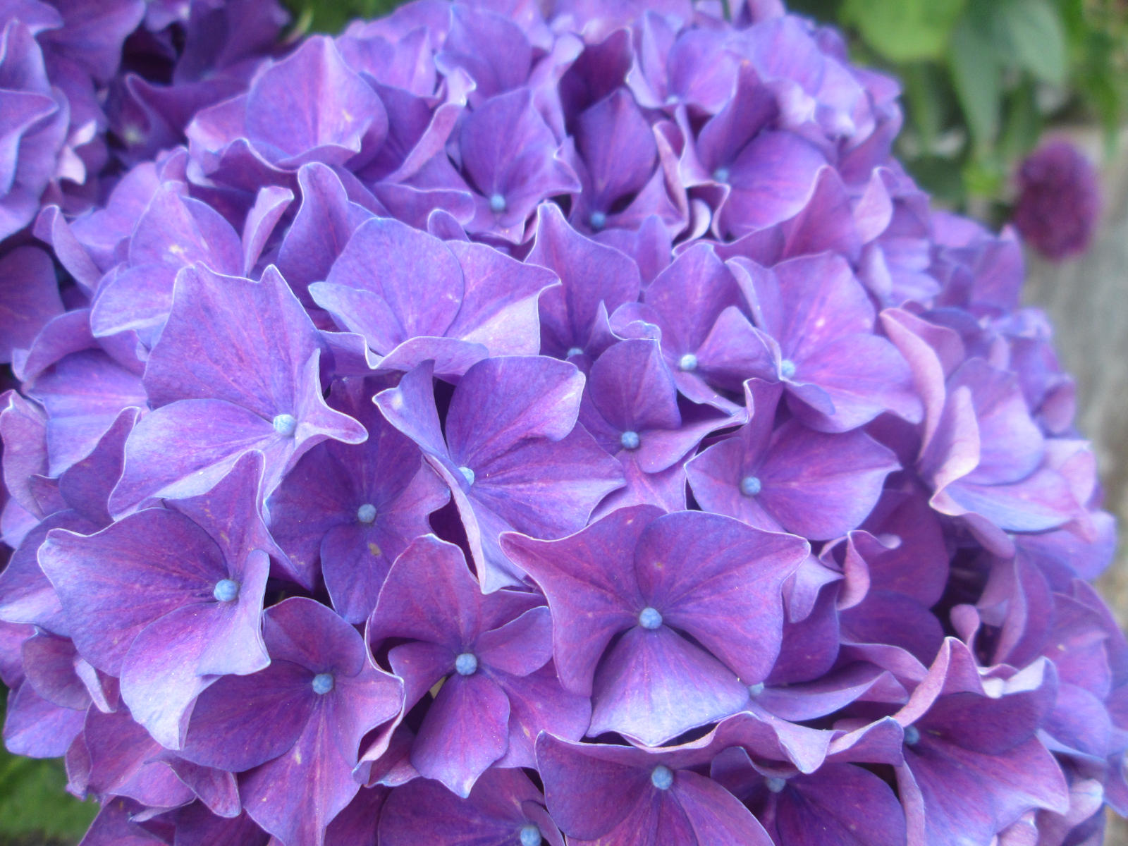 Hydrangea 1