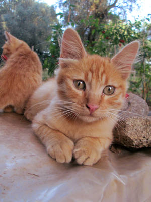 Young red cats 1 by FuriarossaAndMimma Young red cats 1 by FuriarossaAndMimma