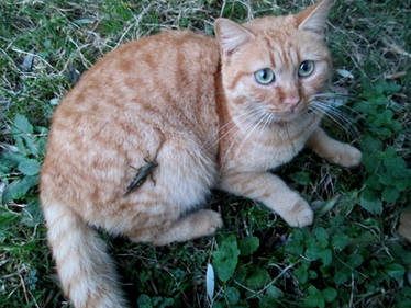 Cat with grasshopper