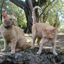 Two ginger cats 4
