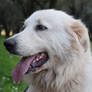 Lucha the Maremma Sheepdog 6