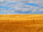 Golden with Cloudy Sky of Blue by lionesspuma