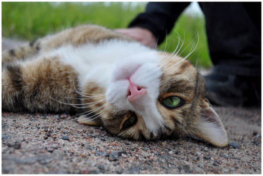 Hanko Cat