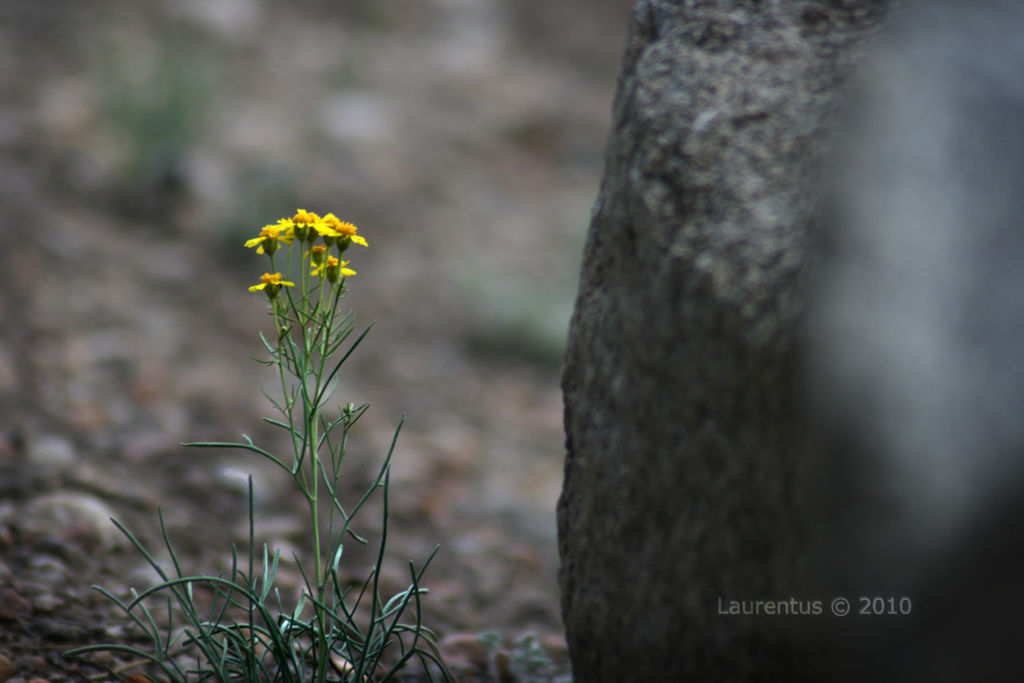 Nature's Abstract