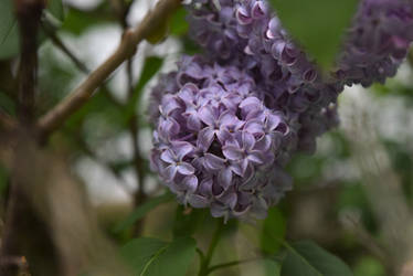 pretty and purple