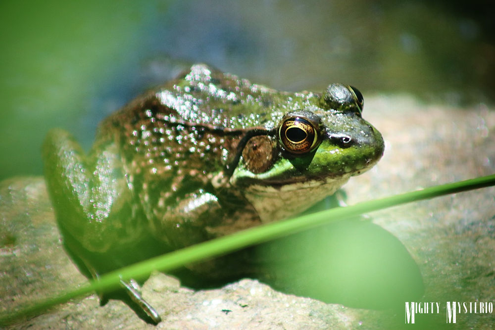 Bullfrog by MightyMysterio on DeviantArt