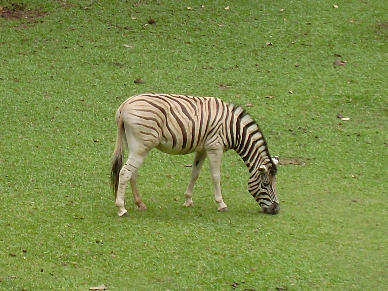 Zebra