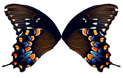 Butterfly Wings - Natural