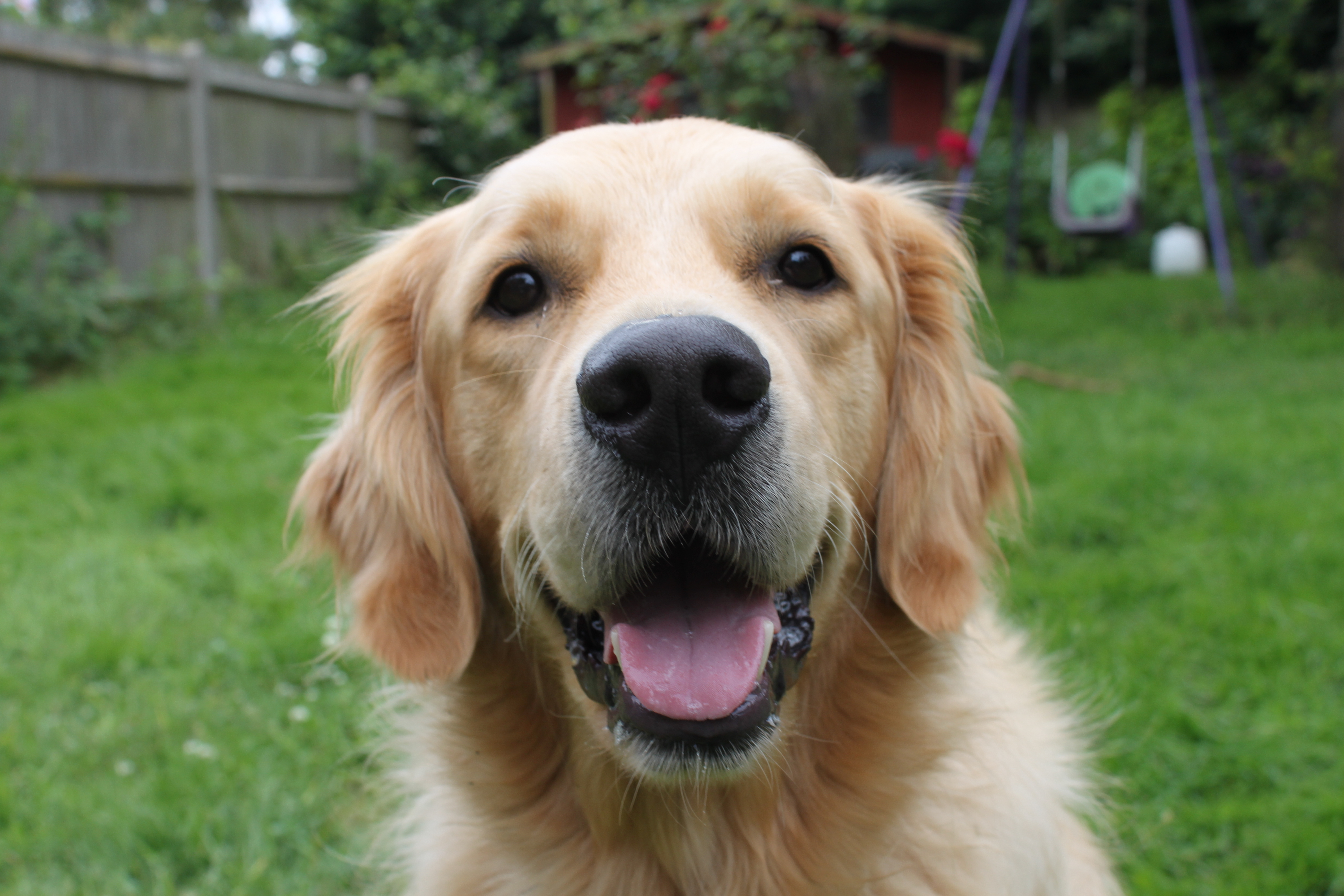 Golden Retriever