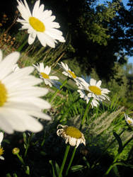 daisies