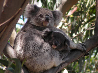 koala