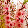 Peach Blossom I