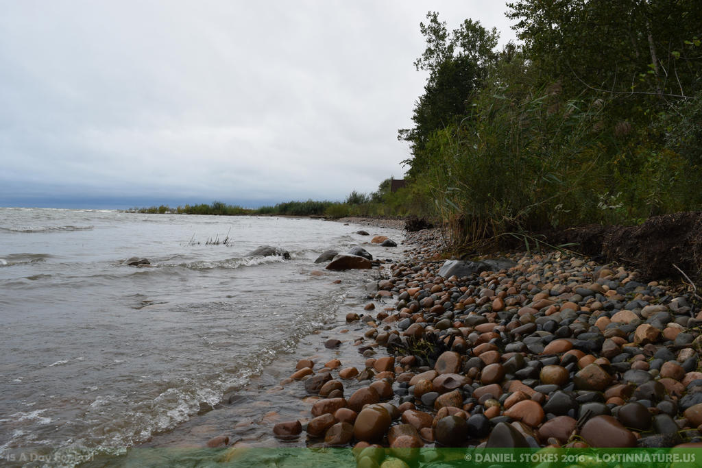 Rocky Shores